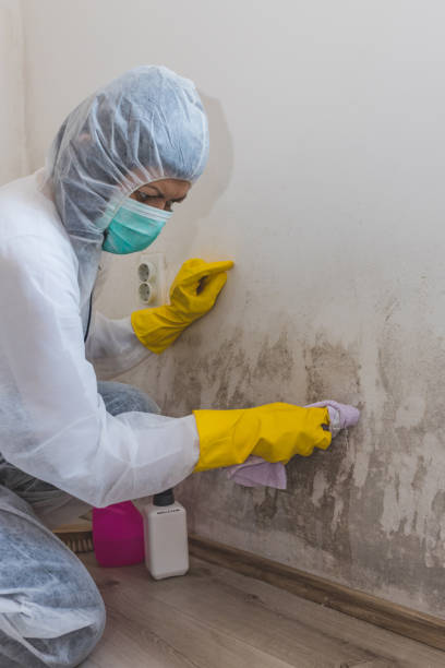 Best Asbestos and Lead Testing During Mold Inspection  in Nice, CA